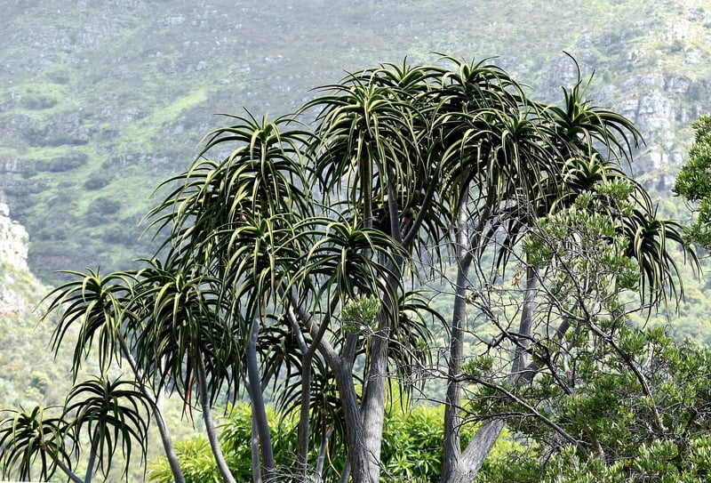 Kirstenbosch National Botanical Garden