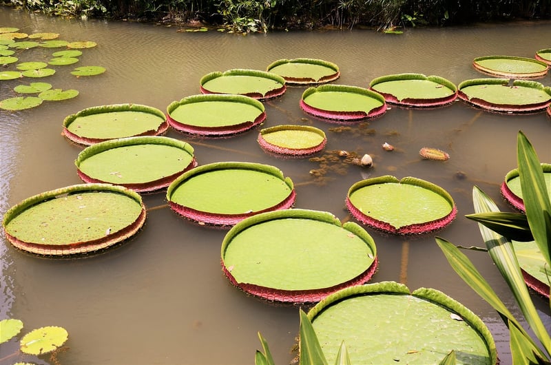 Singapore Botanic Gardens